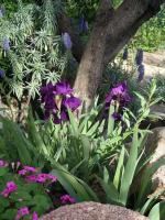 vignette Iris, Oxalis, Echium