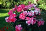 vignette rosier Courtyard-rosenholm