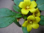vignette Lysimachia congestiflora (3) fleurs jaunes en glomrule