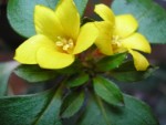 vignette Lysimachia congestiflora (4) dtail de la fleur