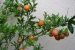 vignette Citrus myrtifolia