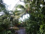 vignette Kew Gardens - Palm House
