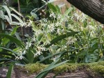 vignette Dendrobium (Ceratobium) antennatum