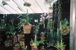 vignette Kew Gardens - la serre aux orchides