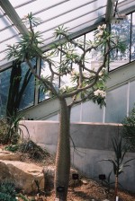 vignette pachypodium lamerii, floraison