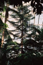 vignette Kew Gardens - Palm House