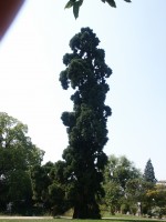 vignette Sequoadendron giganteum - 