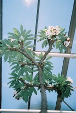 vignette Pachypodium lamerii : floraison