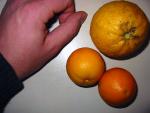 vignette Fruits de citranges et citrumelo