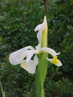 vignette Iris orientalis - Iris ancien à fleur de lys