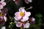 vignette Anemone japonica syn. Anemone x hybrida (détail)