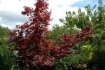 vignette Acer palmatum 'atropurpureum'