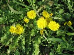 vignette Taraxacum officinale - Pissenlit