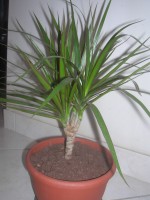 vignette dracaena marginata