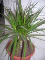 vignette dracaena marginata