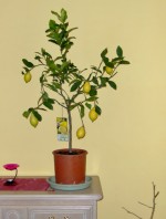 vignette citronier 4 saisons