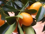 vignette kumquat-le fruit-21-02-2006