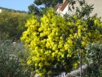 vignette Mimosa d'hiver, Acacia dealbata 'Gaulois'