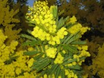 vignette Mimosa d'hiver, Acacia dealbata 'Gaulois'