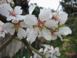 vignette Amandier - Prunus dulcis