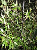 vignette Bambou noir - Phyllostachys nigra