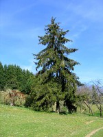 vignette Picea abies-Epica