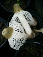 vignette champignon guyanais