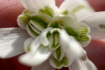 vignette Galanthus nivalis f. pleniflorus 'Flore Pleno'