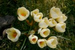 vignette Crocus chrysanthus 'Cream Beauty'