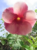 vignette allamanda blanchetii (fleur)