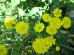 vignette Pissenlit - Taraxacum officinale