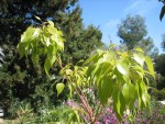 vignette Brachychiton populneus = Sterculia diversifolia