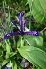 vignette Iris reticulata