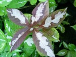 vignette graphtophyllum pictum (cultivar chocolat)