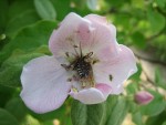 vignette Oxythyrea funesta, attaque de fleur de cognassier