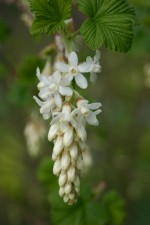 vignette Ribes sanguineum 'White Icicle'