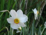 vignette Narcissus poeticus = Actaea