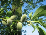 vignette Amandes douces - Prunus dulcis