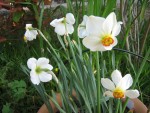 vignette Narcissus poeticus = Actaea