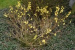 vignette Forsythia viridissima 'Bronxensis'