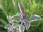vignette Salvia officinalis tricolor - Sauge officinale panache
