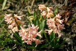 vignette Hyacinthus orientalis 'x'
