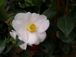 vignette camellia jap white nun
