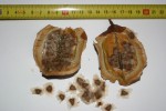vignette Fruit et graines de Jacaranda mimosifolia