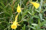 vignette Narcissus bulbocodium var. conspicuus