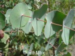 vignette Eucalyptus perriniana
