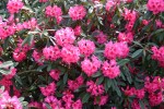 vignette Rhododendron 'Calrose'
