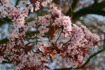 vignette Prunus cerasifera 'Nigra'