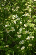 vignette Kerria japonica 'White Cloud'