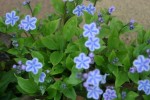 vignette Omphalodes cappadocica 'Starry Eyes'
